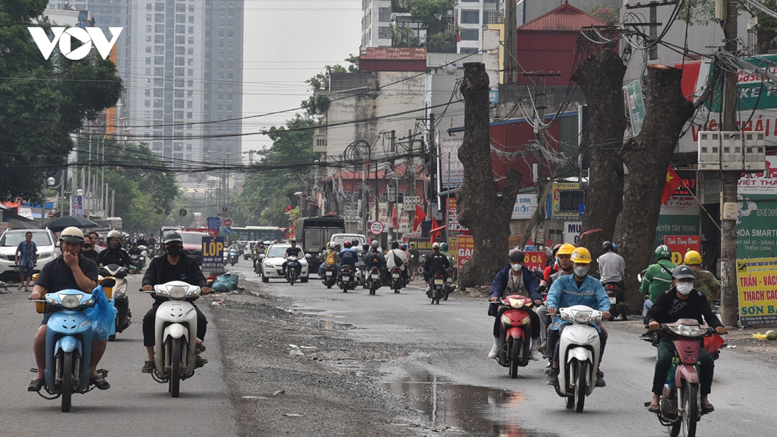 Loạt cây xà cừ đường kính lớn bị cắt ngọn trơ trụi để phục vụ mở đường